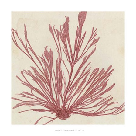 Brilliant Seaweed IX by Vision Studio art print