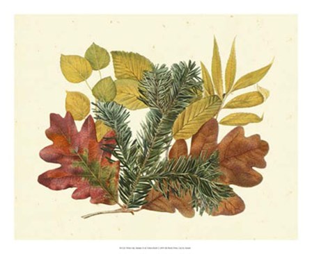 White Oak, Balsam Fir &amp; Yellow Birch by Denton art print