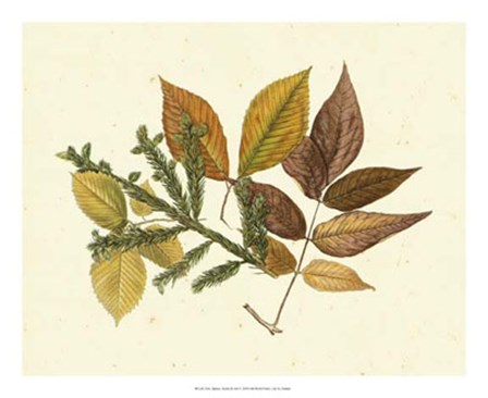 Elm, Spruce, Beech &amp; Ash by Denton art print