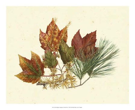 Red Maple, Tamarack &amp; White Pine by Denton art print
