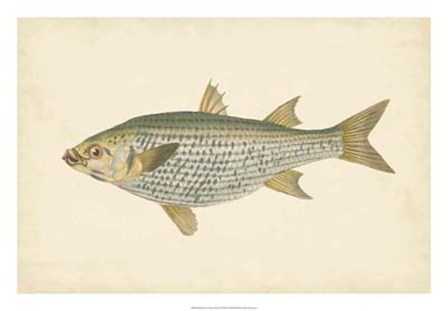 Antique Fish IV by Maria Donovan art print