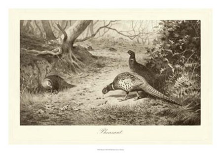 Pheasant by Archibald Thorburn art print
