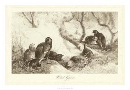 Black Game by Archibald Thorburn art print