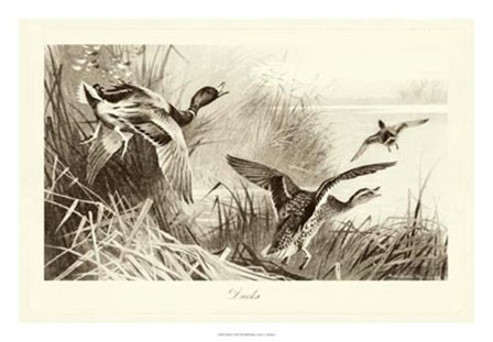 Ducks by Archibald Thorburn art print