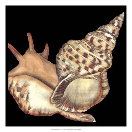 Tandem Shells II by Jennifer Goldberger art print