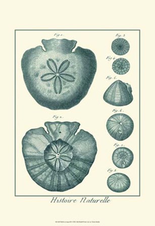Shells in Aqua III by Vision Studio art print