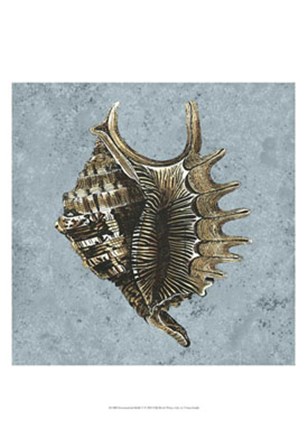 Stonewashed Shells V by Vision Studio art print