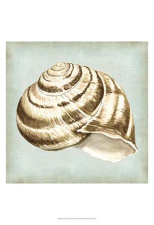 Sea Dream Shells I by Vision Studio art print