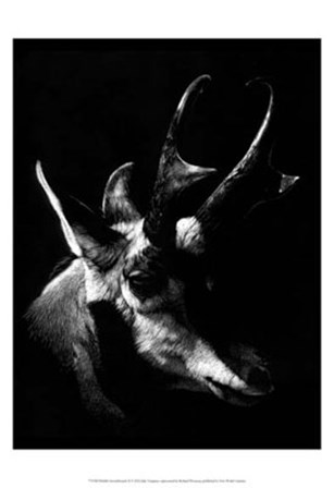 Wildlife Scratchboards II by Julie Chapman art print