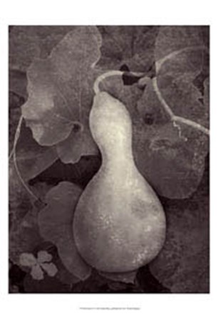 Gourd V by Elena Ray art print