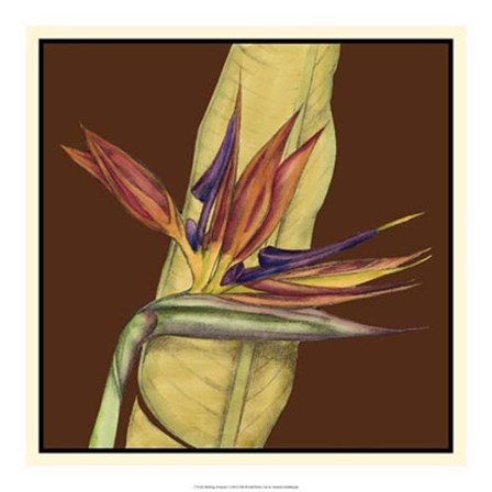 Striking Tropical I by Jennifer Goldberger art print