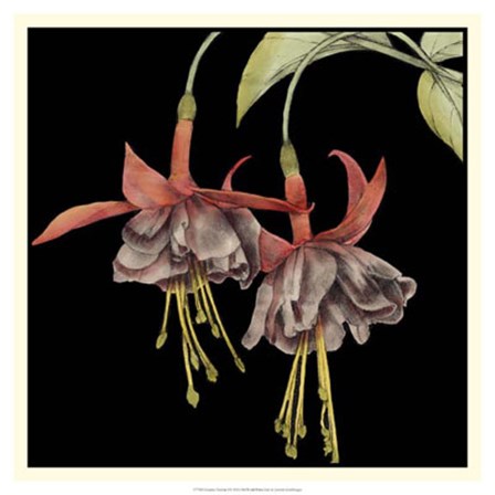 Graphic Fuchsia I by Jennifer Goldberger art print