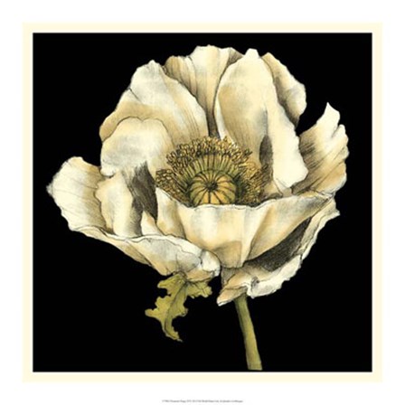 Dramatic Poppy II by Jennifer Goldberger art print