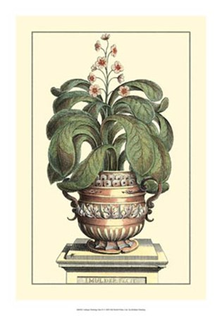 Antique Munting Aloe II by Abraham Munting art print