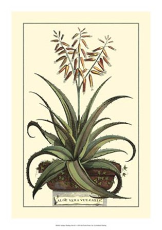 Antique Munting Aloe III by Abraham Munting art print