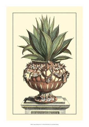 Antique Munting Aloe IV by Abraham Munting art print