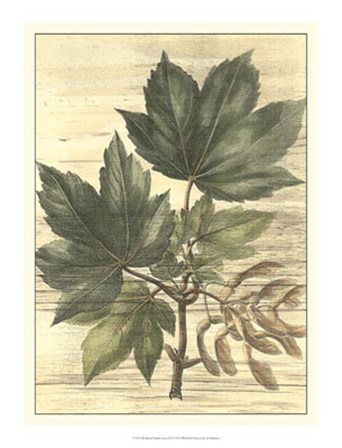 Weathered Maple Leaves II by Desahyes art print