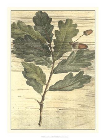 Weathered Oak Leaves II by Desahyes art print