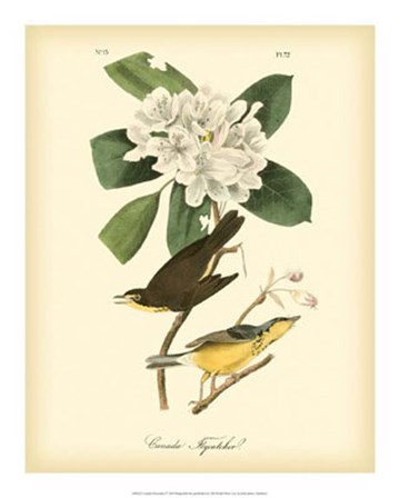 Canada Flycatcher by John James Audubon art print