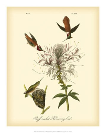 Ruff-neck Hummingbird by John James Audubon art print
