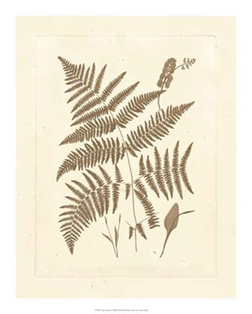 Sepia Ferns I by Vision Studio art print