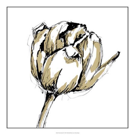 Tulip Sketch II by Ethan Harper art print