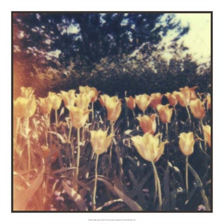 Tulipa Exposta III by Jason Johnson art print