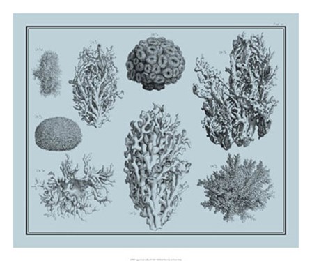 Aegean Coral on Blue II by Vision Studio art print