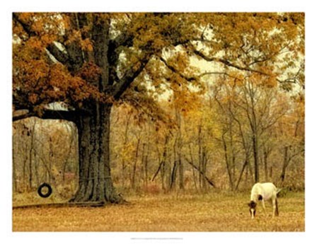 Lone Horse Grazing by Danny Head art print