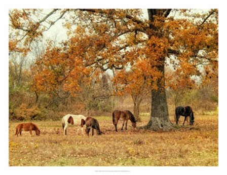 Calmly Grazing by Danny Head art print