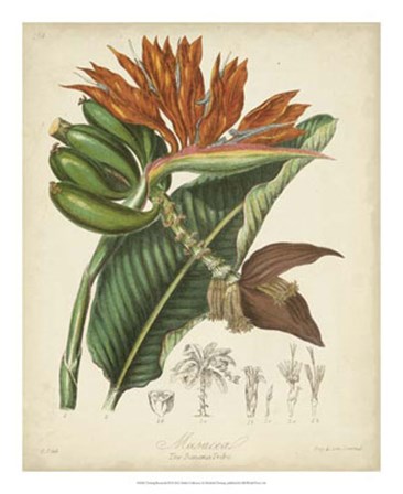Botanicals III by Elizabeth Twining art print