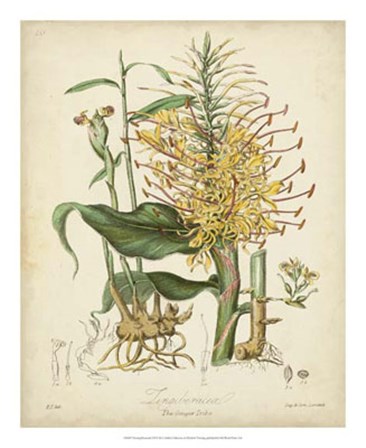 Botanicals VII by Elizabeth Twining art print