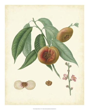 Plantation Peaches II art print