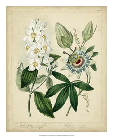 Cottage Florals II by Sydenham Edwards art print