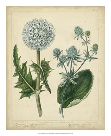 Cottage Florals III by Sydenham Edwards art print