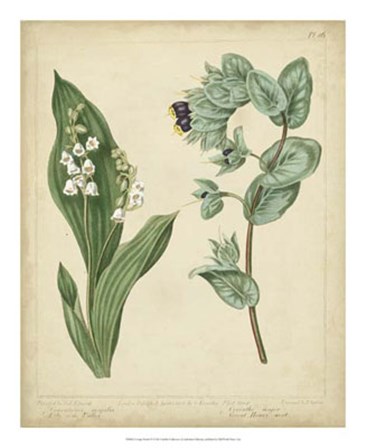 Cottage Florals IV by Sydenham Edwards art print