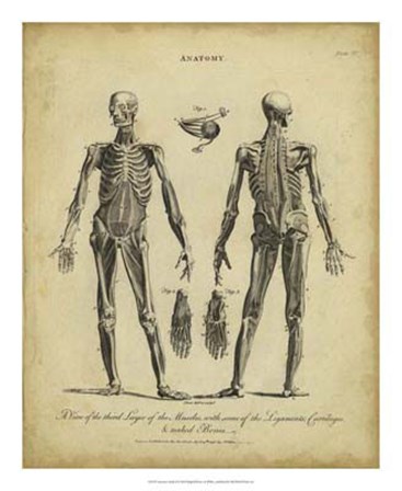 Anatomy Study II by J. Wilkes art print