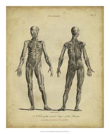 Anatomy Study III by J. Wilkes art print
