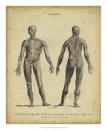 Anatomy Study IV by J. Wilkes art print