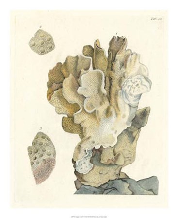 Antique Coral IV by Vision Studio art print