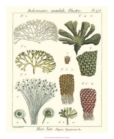 Coral Classification I by Vision Studio art print