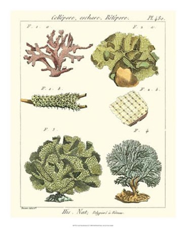 Coral Classification II by Vision Studio art print