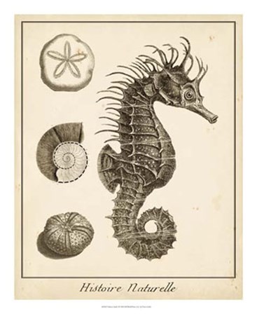 Seahorse Study I by Vision Studio art print