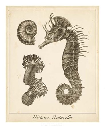 Seahorse Study II by Vision Studio art print