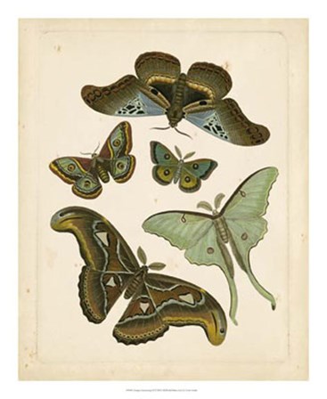 Antique Entomology II by Vision Studio art print