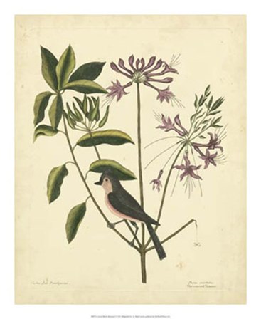 Bird &amp; Botanical I by Marc Catesby art print