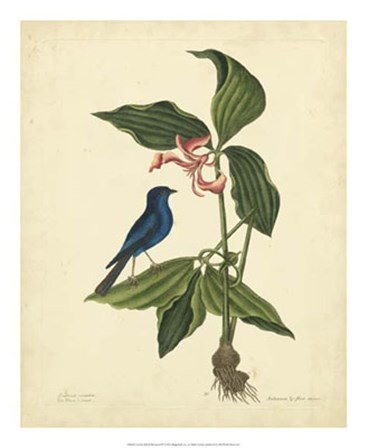 Bird &amp; Botanical IV by Marc Catesby art print