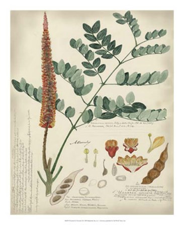 Botanical by Descube II by Alexandre Descubes art print