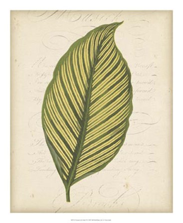 Textured Leaf Study IV by Vision Studio art print