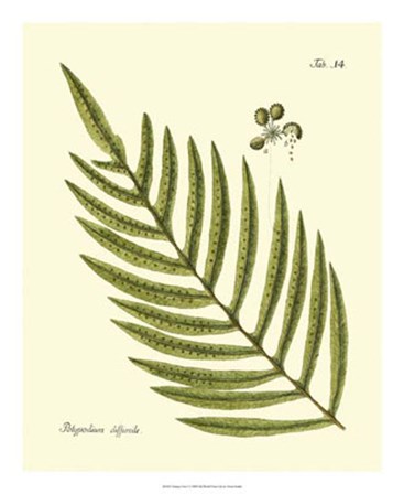 Antique Fern I by Vision Studio art print